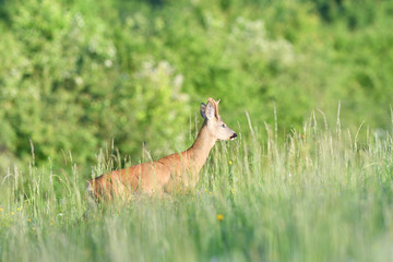 Young roe deer with growing antler grazing grass on the meadow