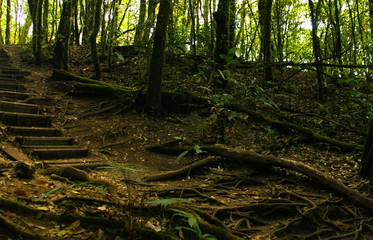 Path way in deep tropical forest humidity