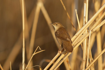 bird on a branch