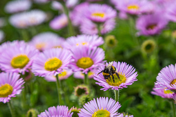 A bee on a seaside daisy flower, with a shallow depth of field