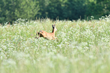 Roe buck jumping in the grass on meadow nera forest