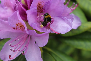 a bumblebee collects pollen in a rhododendron flower