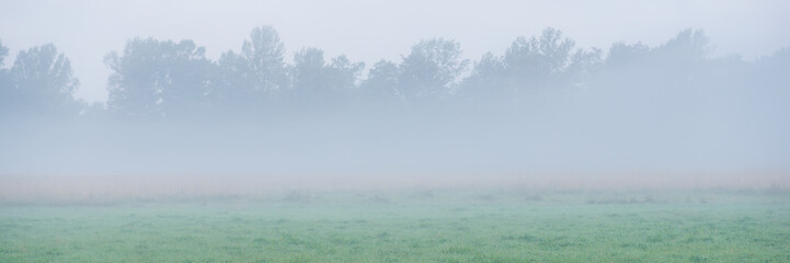 meadow and deciduous forest in the early morning in the fog.