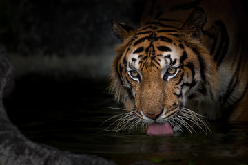 Naklejka premium Portret tygrysa.