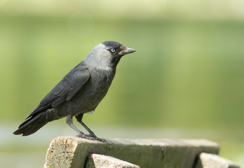Jackdaw
