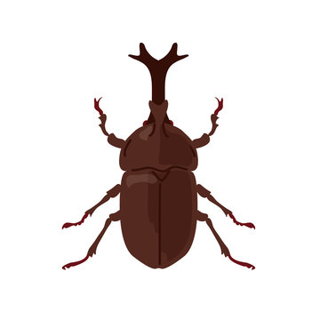 Japanese Rhinoceros Beetle Images Browse 8 856 Stock Photos Vectors And Video Adobe Stock