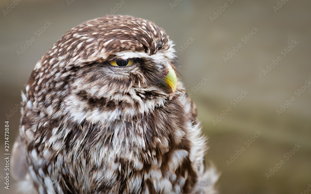 Poster a very close half length portrait of a little owl staring slightly to the right