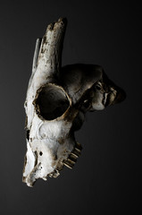goat skull on black background
