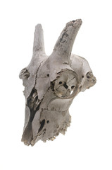 goat skull on white background