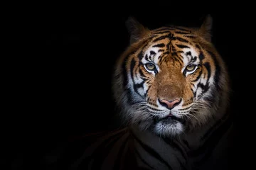 Keuken spatwand met foto Portret van tijger. © ake