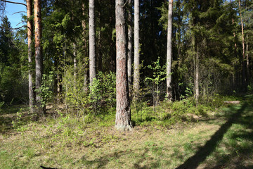 Landscape with pine forest and glade in sunny weather. Summer view.