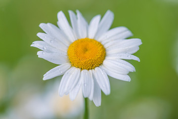 Fototapeta premium Beautiful white daisy on the green natural background