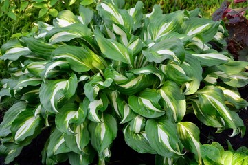 Fototapeta na wymiar Hosta with green and white leaves in the garden in summer close-up
