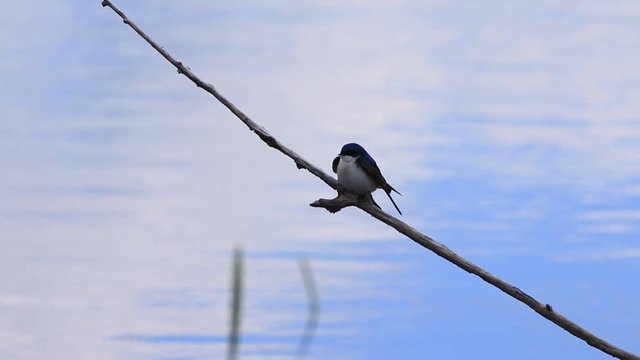 Hirondelle bicolore