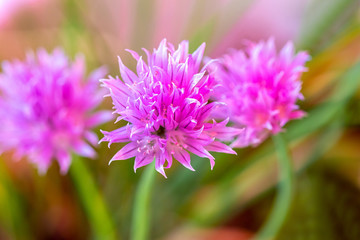 Fototapeta premium Schnittlauch Blüte lila Kräuter Makro Hintergrund
