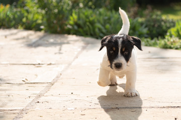 Young little Jack Russell dog puppy dogs 7.5 weeks old is running over the terrace