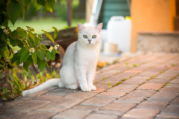 domestic cat breed Scottish chinchilla straight walking outdoors
