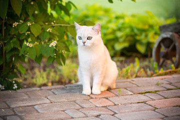 Fototapeta premium domestic cat breed Scottish chinchilla straight walking outdoors