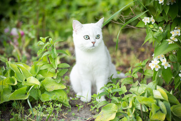 domestic cat breed Scottish chinchilla straight walking outdoors
