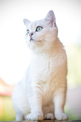 Obraz premium domestic cat breed Scottish chinchilla straight walking outdoors