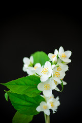 beautiful white jasmine flowers on a branch isolated on black
