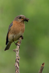 female bluebird with bugs on branch