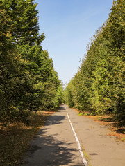 An overgrown road in Pripyat, close to Chernobyl and its nuclear disaster.