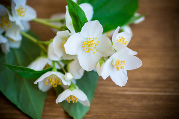 beautiful white jasmine flowers on a branch on table