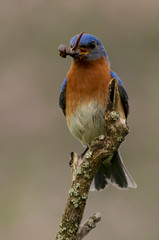 male bluebird on branch with bugs