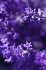 Obraz na płótnie Canvas Lavender flower on the field.