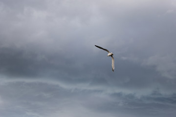 bird on the background of the storm front