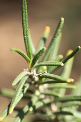 flores verde, naturaleza. plantas