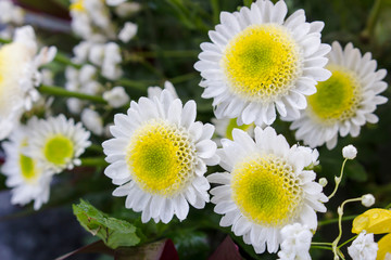 Beautiful yellow and white chrysanthemum flowers in full bloom. Also called mums or chrysanths. Blurry background.