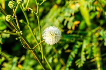 dandelion in grass