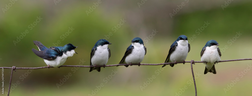 Wall mural 1 female 4 male swallows