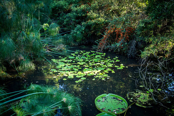 Pond with lily pads