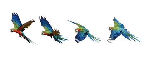 Stof per meter Vier vliegende patronen van ara papegaaien. © Napatsorn