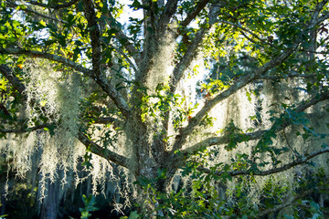 Tree with Spanish moss