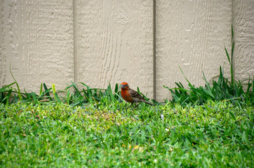 Sweet Red Headed Bird in Grass