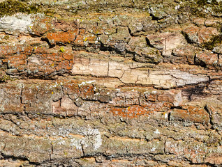 texture of old tree bark