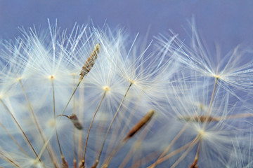 dandelion seeds on background of blue sky