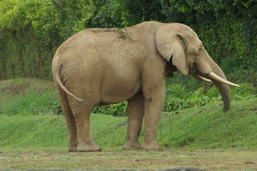 Fototapeta na wymiar Elefantes