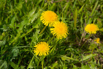 Yellow flowers in the summer on the field. Dandelions on the field.