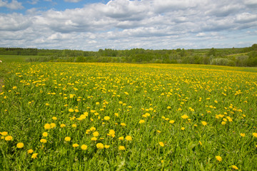 Yellow flowers in the summer on the field. Dandelions on the field.