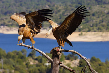 The griffon vulture (Gyps fulvus) sitting on the branch with colorful background. Vulture with lake and mountains in the background. Pair of vultures on the dry tree.