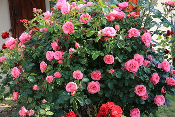 Rosier rose