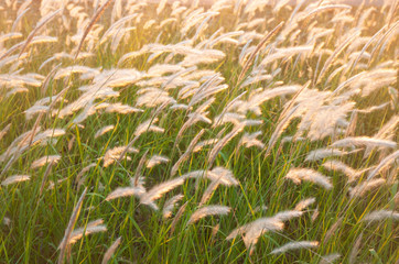 Glowing grass flowers field on summer dusk.