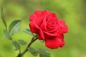 A single bright red rose with a blurred green background