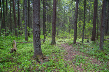 Beautiful summer landscape in the forest with a Christmas tree and pine.
