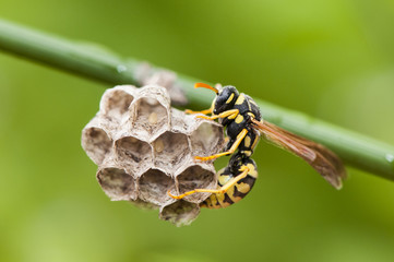 Polistes sp, a kind of paper wasp, makes its combs sometimes in human dwellings, causing painful bites